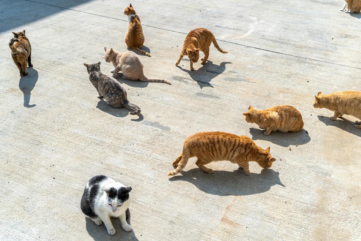 More Herding Cats Than Writing Code